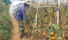 Ladang Mengering, Harapan Petani Ikut Layu