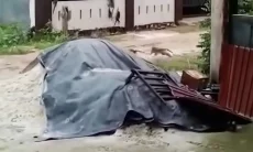 Viral Teror Monyet Liar di Tembilahan Inhil: 15 Kali Serangan, 14 Warga Jadi Korban