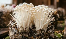 Ada 5 Manfaat Jamur Enoki untuk Kesehatan dari Hasil Studi, Bagus untuk Otak