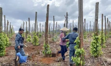 Ungkap Modus Jual Beli Hutan Lindung di Luwu Timur, Kemenhut Amankan Tiga Pelaku