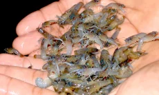 Polres Garut Dalami Kasus Penyalahgunaan 2.877 Benih Bening Lobster