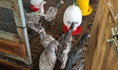Genjot Produksi Lokal, Pemprov Jabar Salurkan Ayam Petelur dan Mesin Tetas Peternak