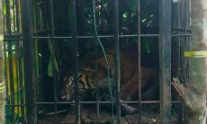 Harimau Sumatra Masuk Kandang Jebak BKSDA Sumbar di Agam