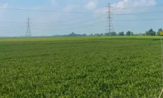 Kemarau, Pemkab Majalengka Optimalkan 156 Irigasi untuk Jaga Produksi Pertanian