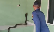 Viral! Momen Menegangkan Damkar Plered Evakuasi King Kobra, Endingnya Buat Panik