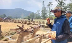 Ranca Upas Diserbu Wisatawan Jelang HUT ke-81 RI, Camping Menjadi Favorit