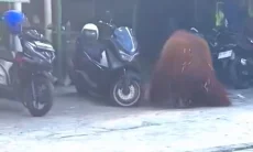 Heboh Orang Utan Solo Safari Lepas dan Masuk Warung Makan dekat UNS