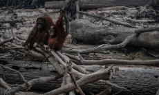 Kebakaran Hutan di Kalimantan Ancam Keberadaan Orang Utan