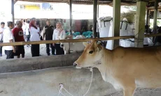 Genjot Populasi Ternak, DKPP Jabar Salurkan 24 Bibit Sapi Unggulan ke Tiga Daerah