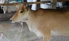 24 Bibit Sapi Unggulan Disalurkan ke Pangandaran, Sumedang, dan Ciamis