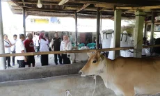DKPP Jabar Salurkan 24 Bibit Sapi Unggulan