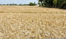 Ribuan Hektare Sawah di Karawang Menganggur Saat Kemarau 2026, Petani Kesulitan Air