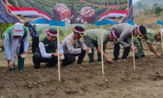 Pemkab Majalengka Kembangkan Bawang Putih Varietas Lokal