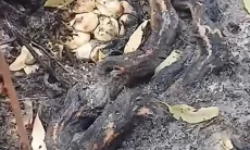 Tragis! Induk Ular di Kalimantan Mati Terpanggang Peluk Telurnya di Tengah Karhutla