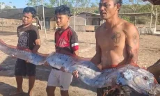 ​Penemuan Ikan Oarfish 3 Meter di Pantai Pink Lombok Bikin Heboh, Pertanda Gempa?