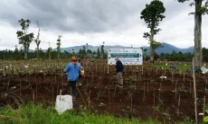 Pemprov Jabar Revitalisasi 22 Hektare Kebun Teh di Ciater dan Pangalengan