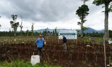 Kebun Teh Kembali Menghijau