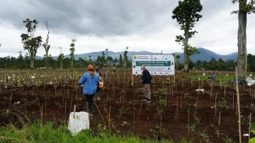 Pemprov Jabar Revitalisasi 22 Hektare Kebun Teh di Ciater dan Pangalengan