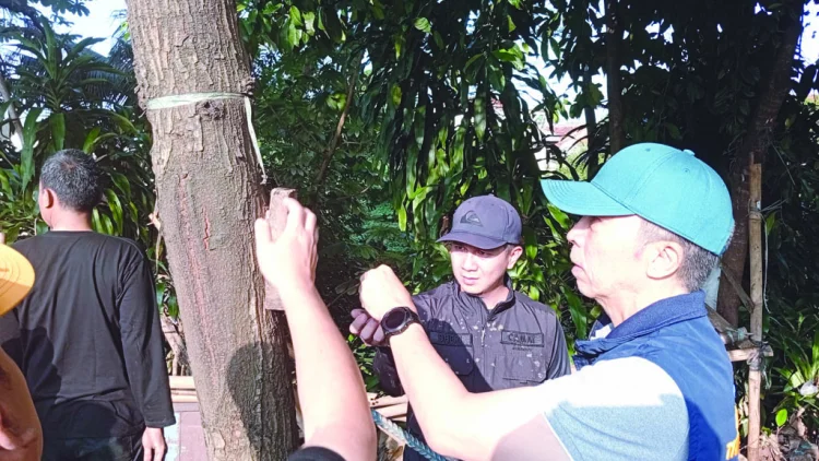 Batang Bebas Paku Besi: Pohon Sehat Kota Kuat