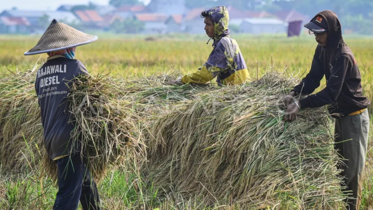 Produksi Beras Paling Bikin Waswas