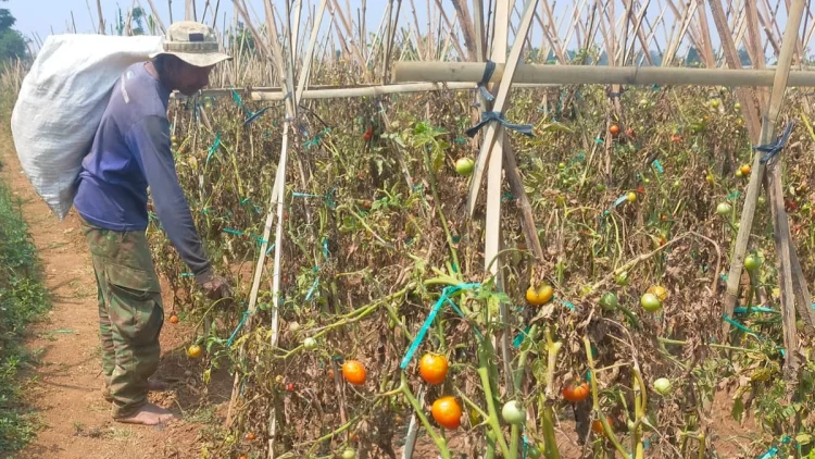 Musim Kemarau Bawa Petani Cisarua Meradang: Beli Air Mahal, Jual Sayur Murah