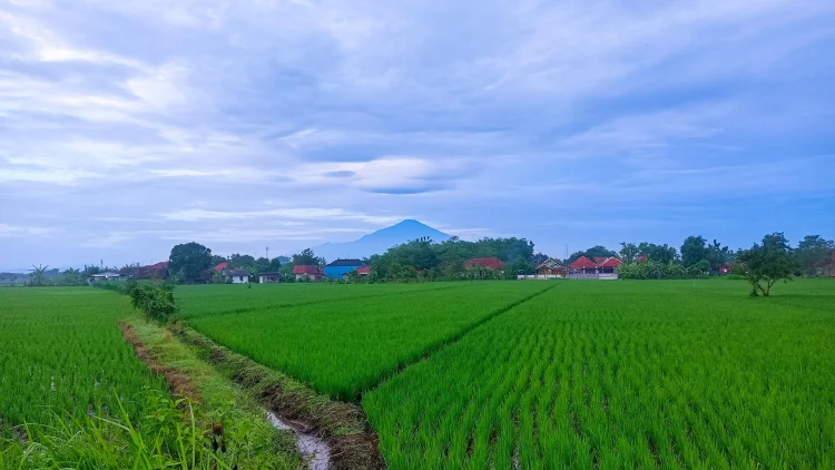 Cirebon Finalisasi LP2B, Investasi dan Lahan Pertanian Produktif Dijaga Bersama