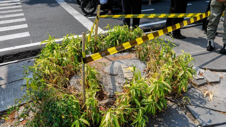 Ketika Rindang Mulai Hilang