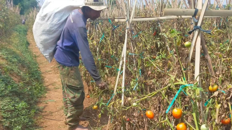 Ladang Mengering, Harapan Petani Ikut Layu