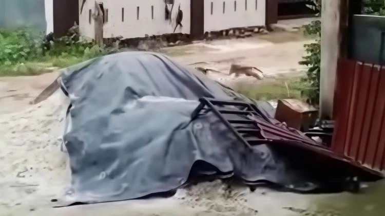 Viral Teror Monyet Liar di Tembilahan Inhil: 15 Kali Serangan, 14 Warga Jadi Korban