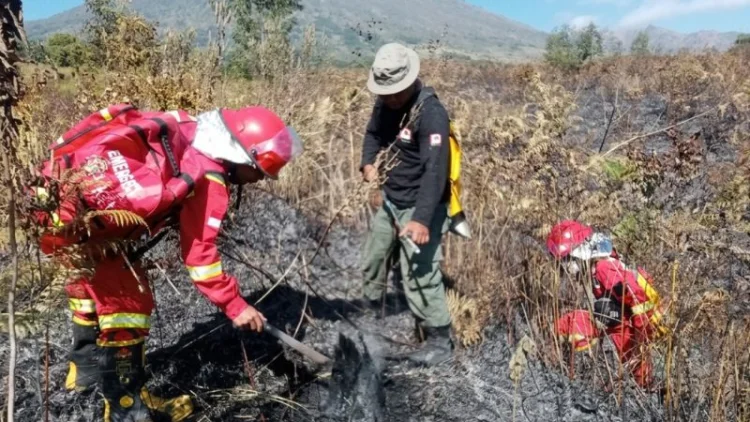 Kebakaran Hutan Gunung Rinjani, 30 Hektare Lahan Terdampak