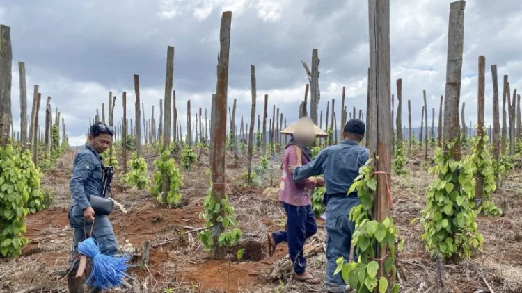 Ungkap Modus Jual Beli Hutan Lindung di Luwu Timur, Kemenhut Amankan Tiga Pelaku