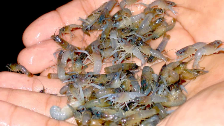 Polres Garut Dalami Kasus Penyalahgunaan 2.877 Benih Bening Lobster