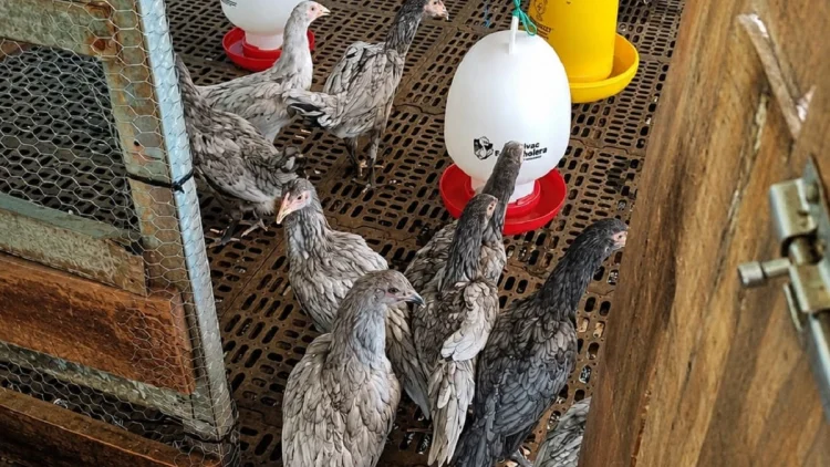 Genjot Produksi Lokal, Pemprov Jabar Salurkan Ayam Petelur dan Mesin Tetas Peternak