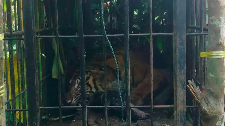 Harimau Sumatra Masuk Kandang Jebak BKSDA Sumbar di Agam