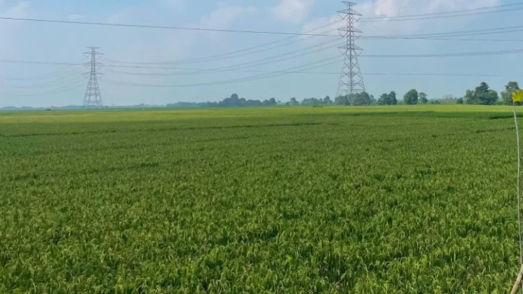 Kemarau, Pemkab Majalengka Optimalkan 156 Irigasi untuk Jaga Produksi Pertanian