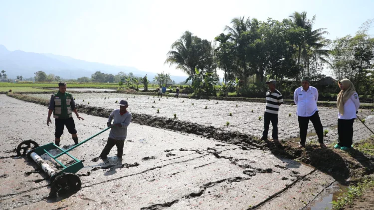 Metode Tabela Didorong Tingkatkan Produksi Padi Kota Tasikmalaya