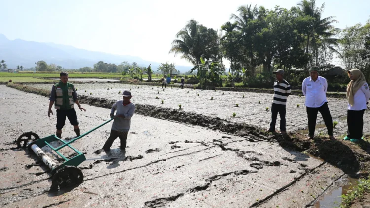 Tabela Genjot Produksi Padi