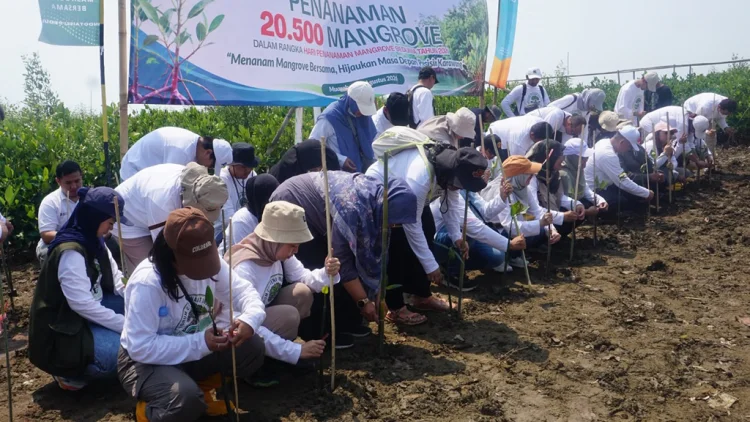 10 Ribu Mangrove Ditanam Bio Farma di Muarabaru