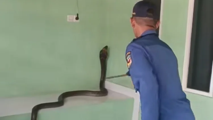 Viral! Momen Menegangkan Damkar Plered Evakuasi King Kobra, Endingnya Buat Panik