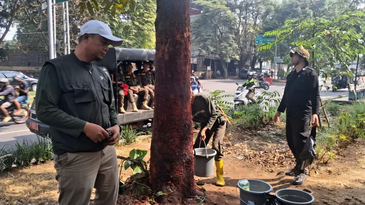 DLH Bandung Rawat 10 Pohon di Jalan Pahlawan yang Kulitnya Dikelupas