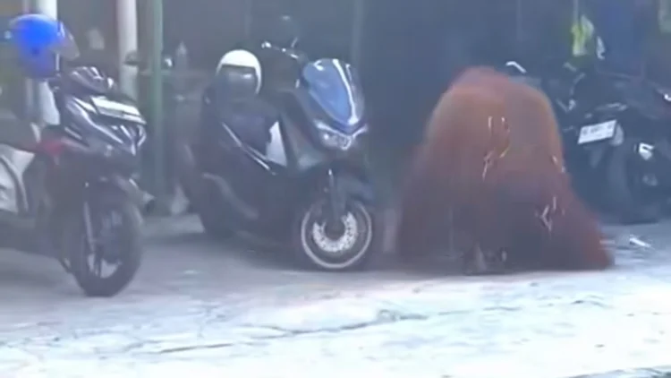 Heboh Orang Utan Solo Safari Lepas dan Masuk Warung Makan dekat UNS