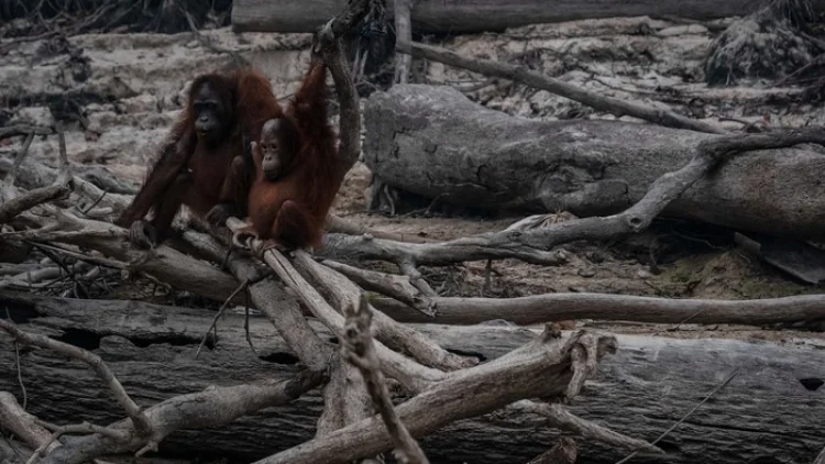 Kebakaran Hutan di Kalimantan Ancam Keberadaan Orang Utan