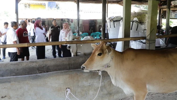 Genjot Populasi Ternak, DKPP Jabar Salurkan 24 Bibit Sapi Unggulan ke Tiga Daerah