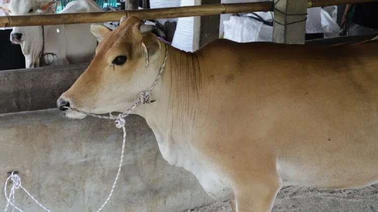 24 Bibit Sapi Unggulan Disalurkan ke Pangandaran, Sumedang, dan Ciamis