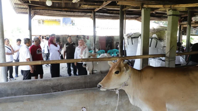 DKPP Jabar Salurkan 24 Bibit Sapi Unggulan