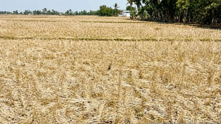 Ribuan Hektare Sawah di Karawang Menganggur Saat Kemarau 2026, Petani Kesulitan Air