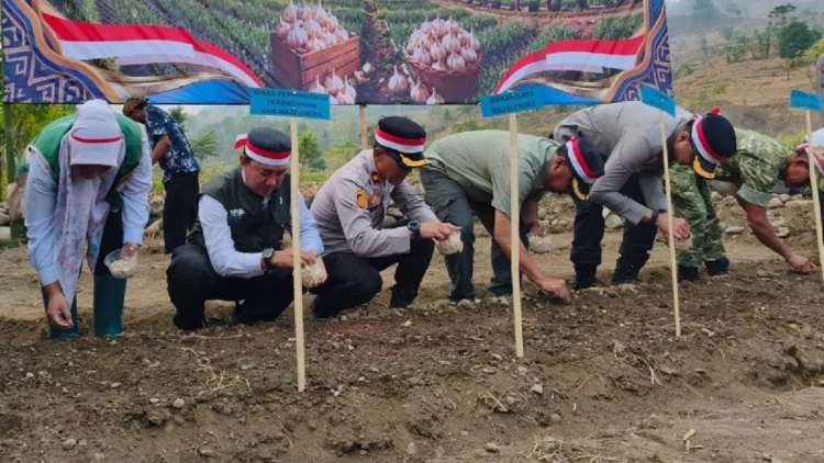 Pemkab Majalengka Kembangkan Bawang Putih Varietas Lokal
