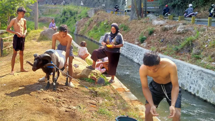 Tradisi Unik Domba Garut, Menaklukkan Arus Sungai Ciwidey Demi Napas Panjang Jawara