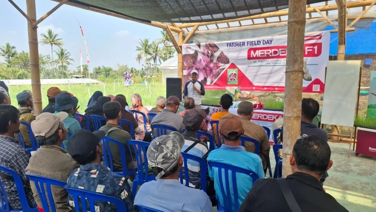Petani Bawang Merah Hadapi Kemarau, Ewindo Dorong Inovasi Budidaya