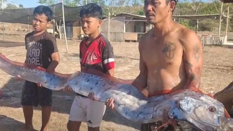 ​Penemuan Ikan Oarfish 3 Meter di Pantai Pink Lombok Bikin Heboh, Pertanda Gempa?